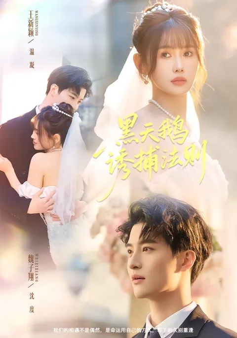 《黑天鹅诱捕法册》 - 爽爆剧情